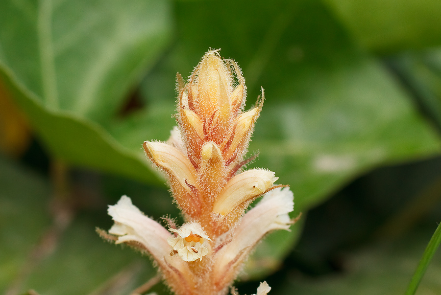 Orobanche hederae / Succiamele dell''edera